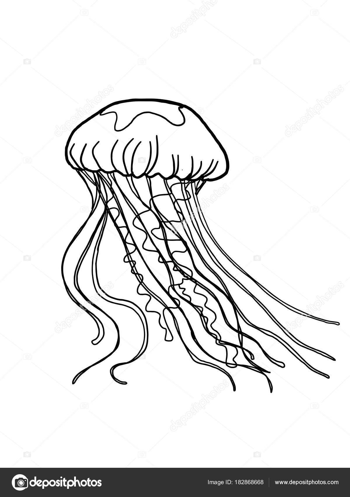 jellyfish drawing