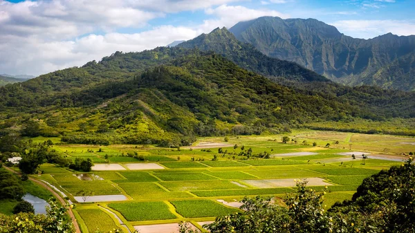 Панорамний краєвид видом на Hanalei долину зелений Таро полів та — стокове фото