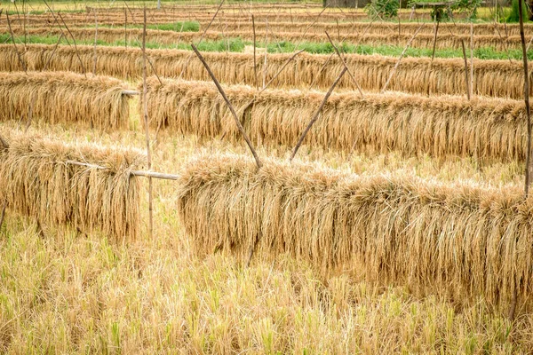 Widok szczegółów rolnych ryżu pola podczas zbiorów — Zdjęcie stockowe