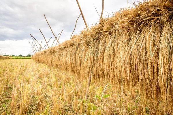 Vista de detalhe agrícola do campo de arroz durante a colheita — Fotografia de Stock