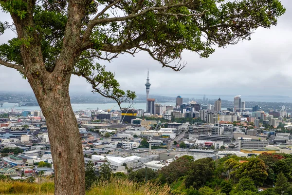 Piękny widok na panoramę miasta Auckland z drzewa na pierwszym planie, Nowa Zelandia — Zdjęcie stockowe