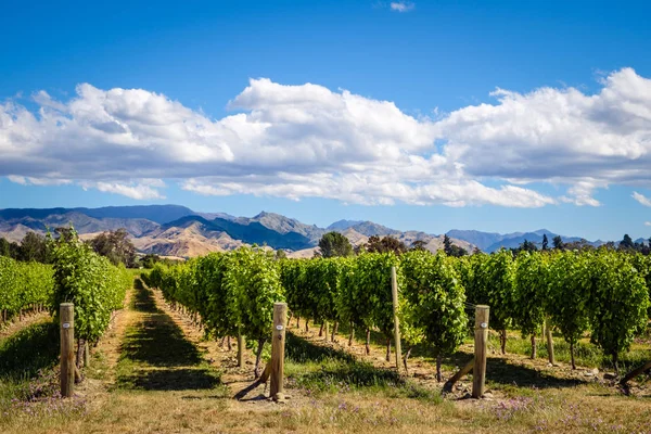 A szőlő-bor Marlborough országban, Nz tájkép — Stock Fotó