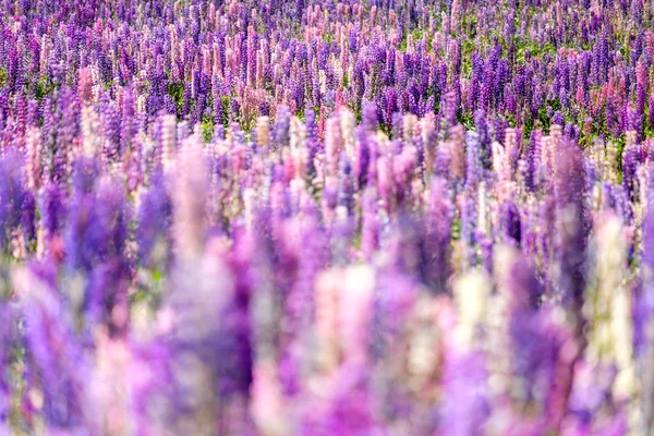 Detalle de hermosas flores de altramuz de colores florecientes —  Fotos de Stock