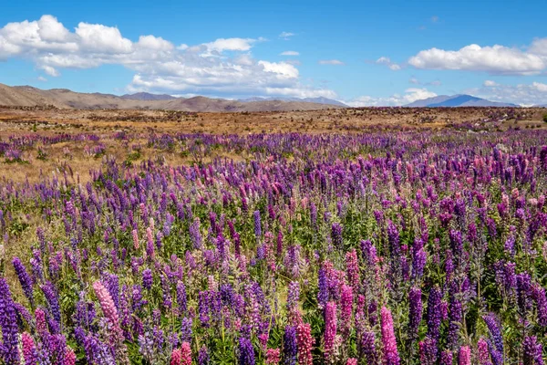 Widok piękny krajobraz kwiaty kolorowe łubinu, Tekapo, Nowa Zelandia — Zdjęcie stockowe