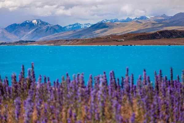 Paisaje vista del lago Tekapo y montañas con floreciente primer plano —  Fotos de Stock