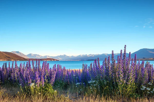 개화 꽃과 테 카 포 호수 산, 뉴질랜드의 풍경 보기 — 스톡 사진