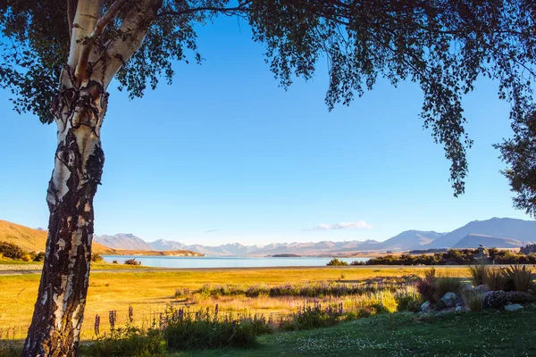 Veduta panoramica del lago Tekapo incorniciato da un albero all'alba — Foto Stock