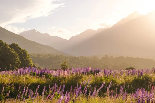 Panorama della catena montuosa con fiori di lupino al tramonto — Foto Stock