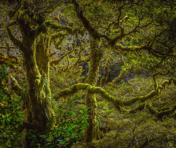 Detalhe da exuberante floresta tropical verde em Milford sound, Nova Zelândia — Fotografia de Stock