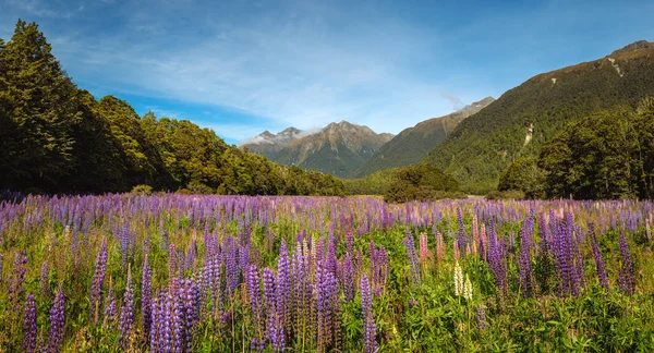 Vista panorámica del valle de la montaña con coloridas flores de altramuz —  Fotos de Stock