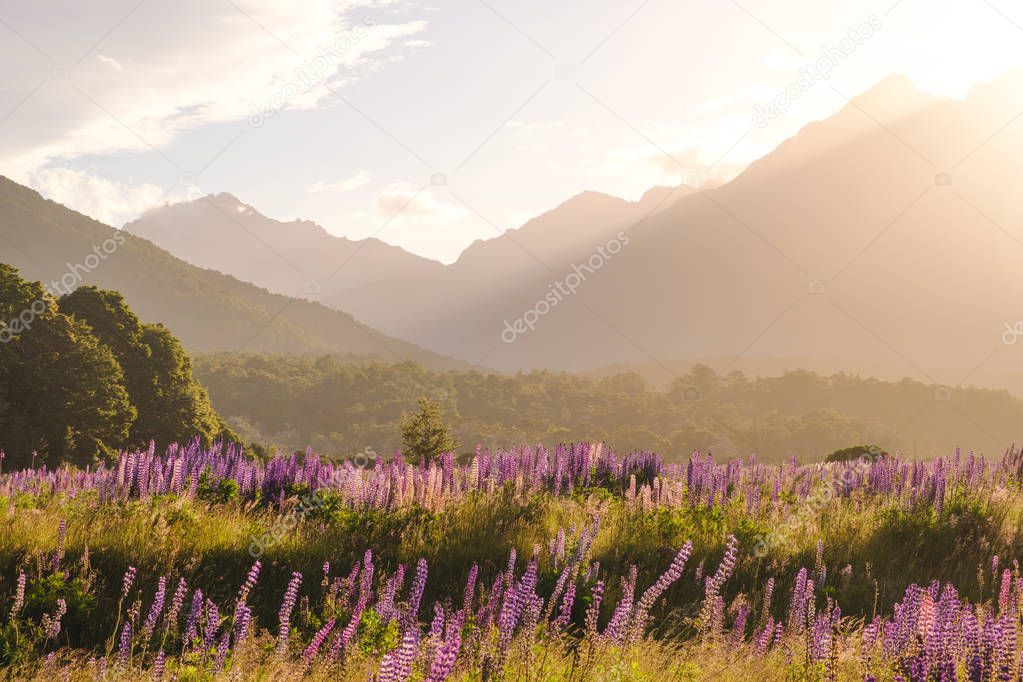 Landscape view of mountain range with lupine flowers at sunset