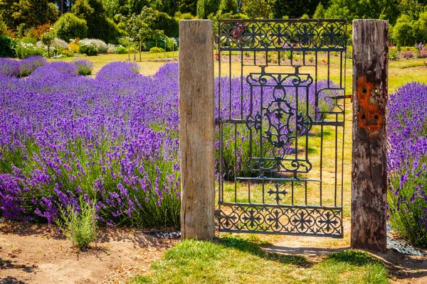 Jardín con colorido campo de lavanda y puerta vintage rústica —  Fotos de Stock