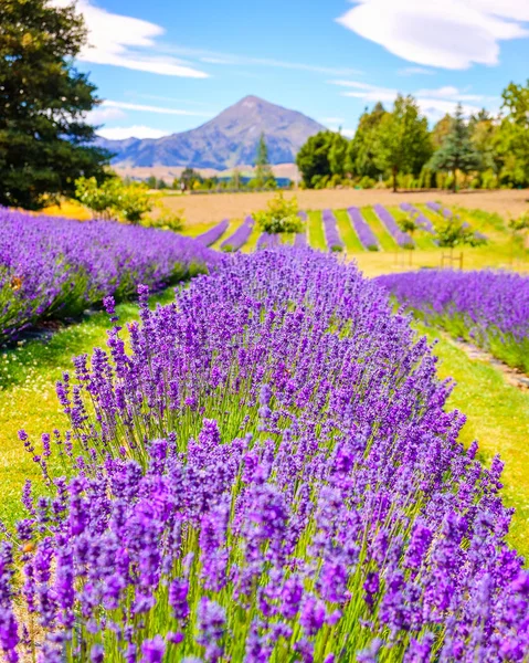 Detalle del campo de lavanda con fondo de montaña, Nueva Zelanda —  Fotos de Stock