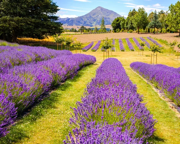 Detail van Lavendel veld met bergen backgroundnew Zeeland — Stockfoto