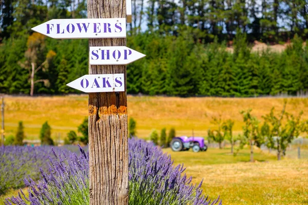 Jardín de lavanda con señales de dirección y tractor en el fondo —  Fotos de Stock