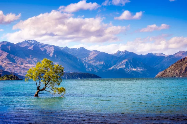 Veduta panoramica di quell'albero di Wanaka, Nuova Zelanda — Foto Stock