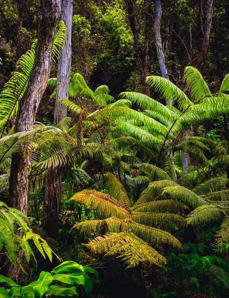 Exuberante selva tropical verde en la isla de Hawaii, EE.UU. —  Fotos de Stock