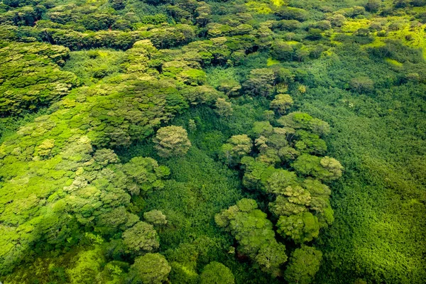 Gür yeşil orman bitki örtüsü, Kauai, Hawaii havadan görünümü — Stok fotoğraf