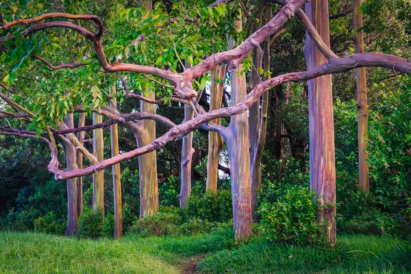 Vackert landskap syn på färgglada målade eukalyptusträd — Stockfoto