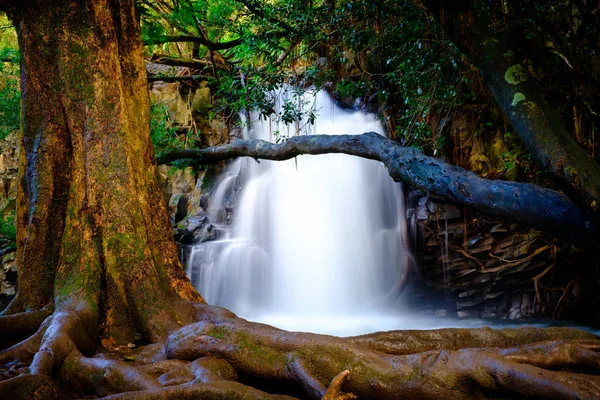 Paisaje vista de cascada y árbol viejo cerca de la carretera a Hana, Maui — Foto de Stock