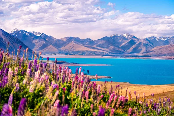 Paisaje vista del lago Tekapo, flores y montañas, Nueva Zelanda —  Fotos de Stock