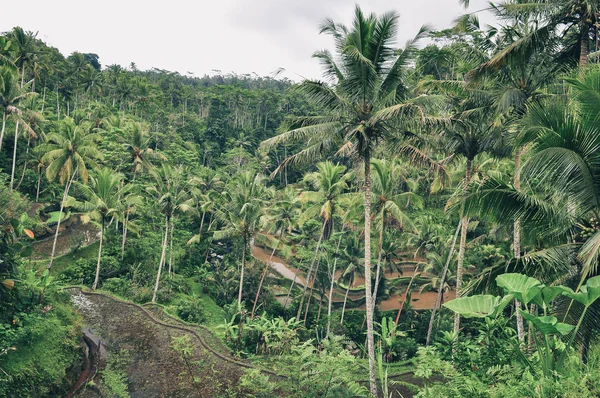 Pohled na krajinu rýžové pole a tropické forrest, Bali — Stock fotografie
