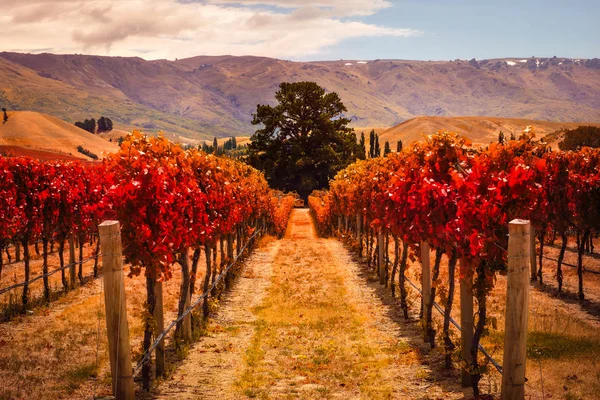Herfst uitzicht op wijngaard rijen met de boom, Nieuw-Zeeland — Stockfoto