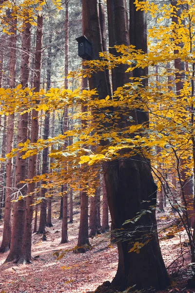 Colorful moody autumn forest landscape with bird house on tree — Stock Photo, Image