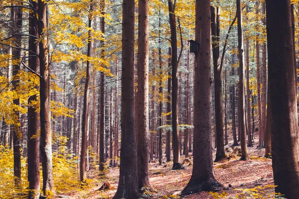 Färgglada lynnig hösten skogslandskap med fågelholk på trädet — Stockfoto