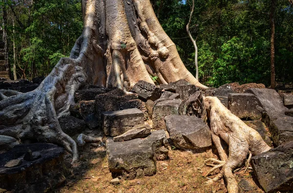 详细的老树根和吴哥窟寺遗址 — 图库照片