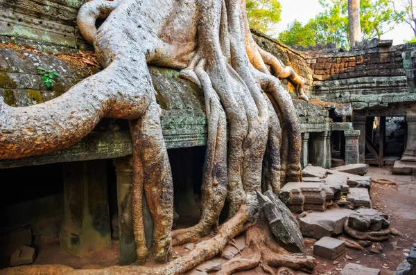 Detail starých kořenů stromů a ruiny starověkého chrámu Angkor Wat — Stock fotografie
