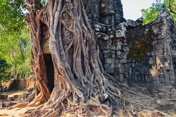 Alter Tempeleingang und alte Baumwurzeln bei angkor wat — Stockfoto