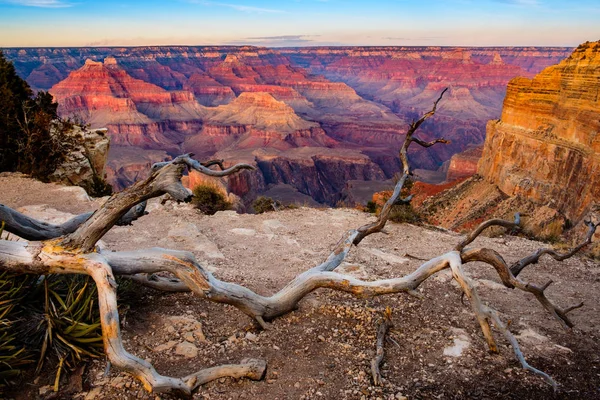 Grand canyon zonsondergang landschap met droge boom voorgrond, Verenigde Staten Rechtenvrije Stockfoto's