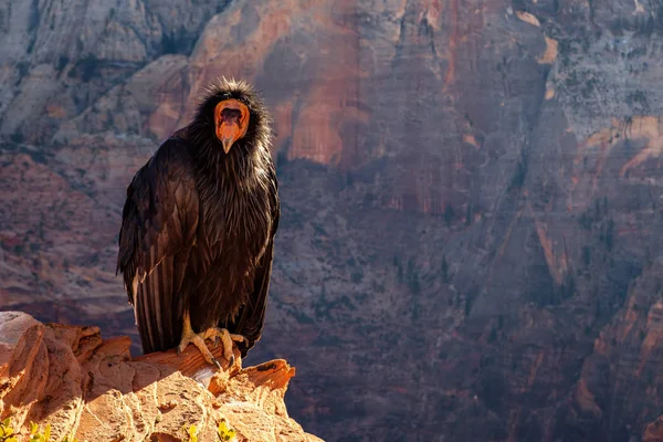 Detail van condor met grappige expressie in Zion Nationaal park Stockfoto