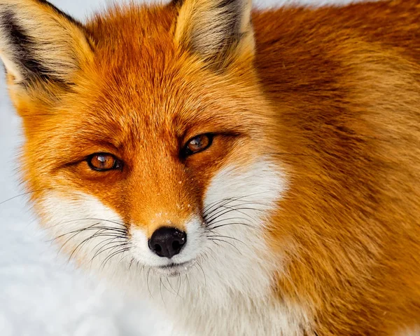 Close-up van wild fox in de sneeuw Stockfoto