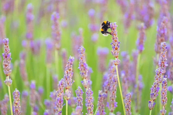 Fleurs de lavande et détail abeille avec bokeh agréable — Photo