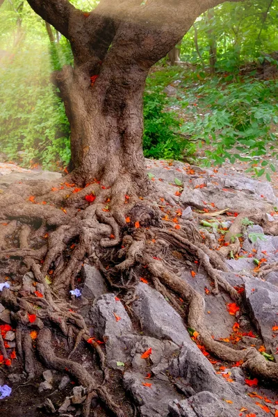Tájkép a régi fa nagy gyökerek és színes levelek — Stock Fotó