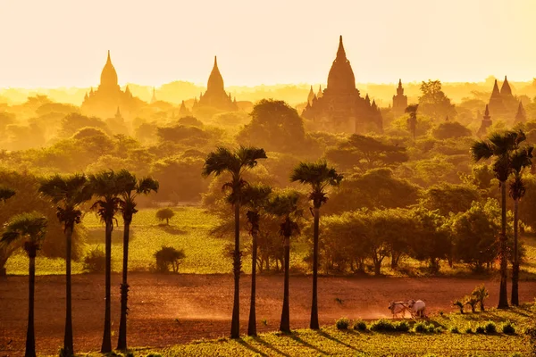 Kleurrijke heldere zonsopgang met tempels, akkers en werkende vee, Bagan Stockfoto