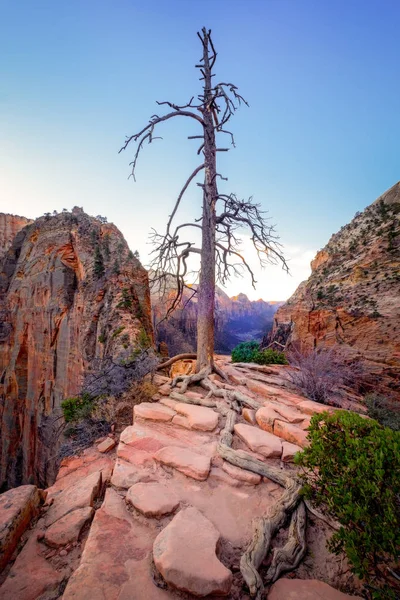 Zion Valley Sonnenaufgang Landschaft mit trockenem Baum, utah — Stockfoto