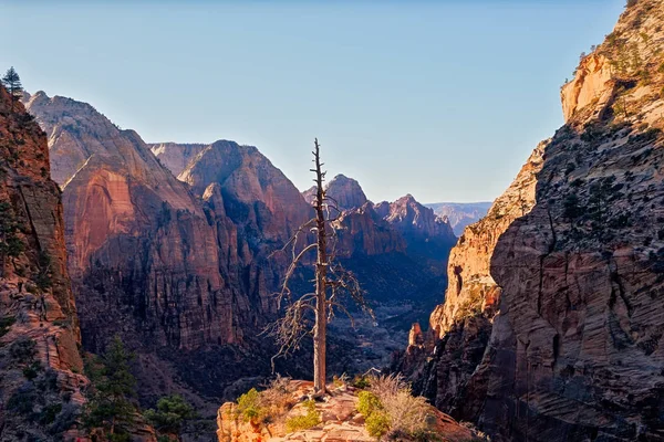 Landscape view of Zion valley with dry tree foreground, Utah — Stock Photo, Image