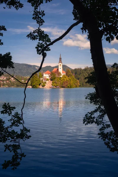 Bred ö och kyrka inramad i ett träd förgrund, Lake Bled, Slovenien — Stockfoto