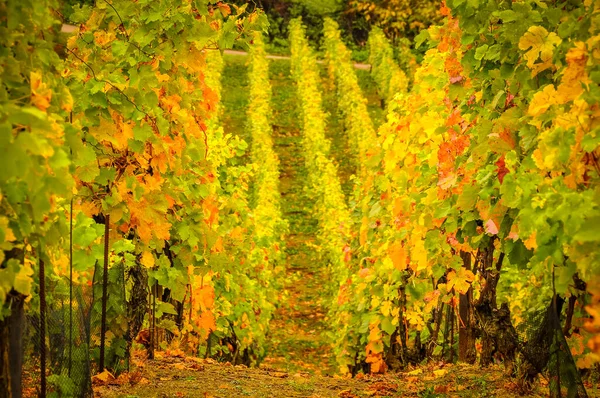 Landscape View Beautiful Vintage Vineyards Vivid Colorful Foliage — Stock Photo, Image