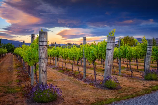 Tájkép Kilátás Gyönyörű Évjárat Szőlő Alatt Színes Naplemente Otago Zéland — Stock Fotó