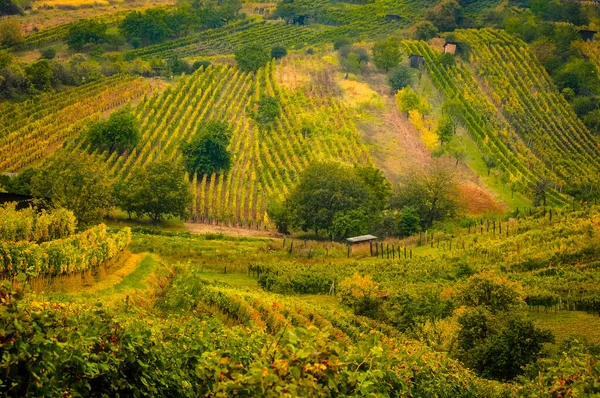 美丽的古式葡萄园和绿叶斑斓的山丘景观 — 图库照片