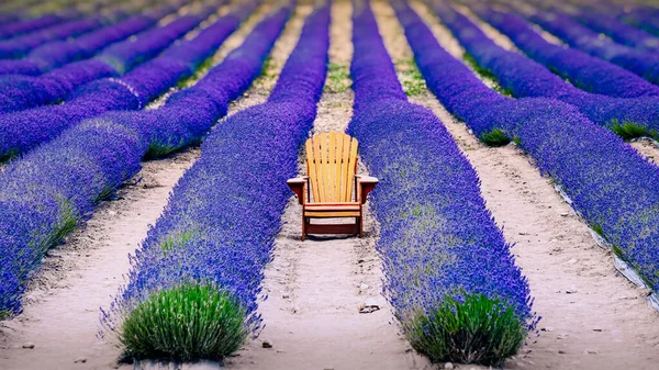 Detalle Paisaje Colorido Campo Lavanda Con Silla Madera Concepto Relajación —  Fotos de Stock