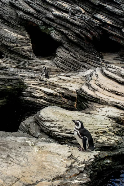 Penguins in Antarctic environment, wildlife scene on southern oc