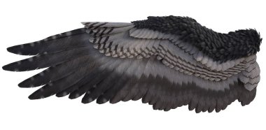 3D Rendered Fantezi Melek Kanatları Beyaz Arkaplanda - 3D Görüntü