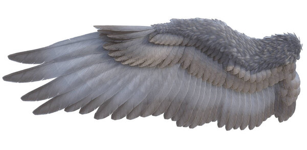 3D Rendered Fantasy Angel Wings on White Background - 3D Illustration