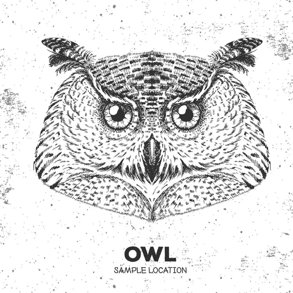 Hipster kuş baykuş. El kuş baykuş namlu çizimi