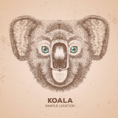 Hipster hayvan koala. El çizim namlu Koala